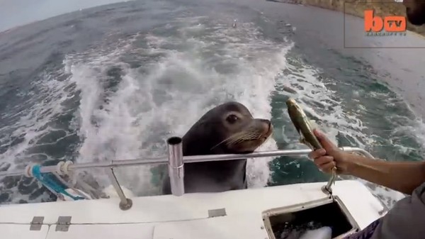 墨西哥湾一只海狮趴上船尾贪得无厌地讨鱼吃
