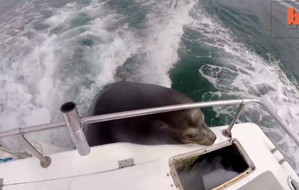 墨西哥湾一只海狮趴上船尾贪得无厌地讨鱼吃