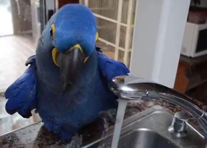 艾里斯懂得扭开水龙头洗澡