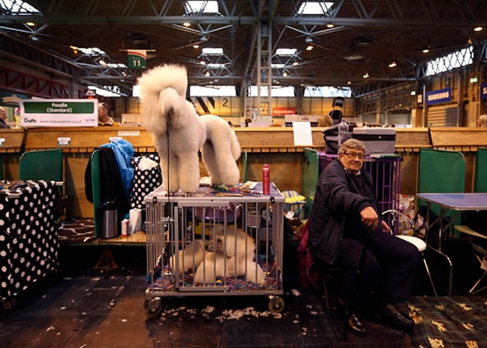 Crufts��ȫ�����չ���ܶ๷������ͬ��Ȯ�μӡ�