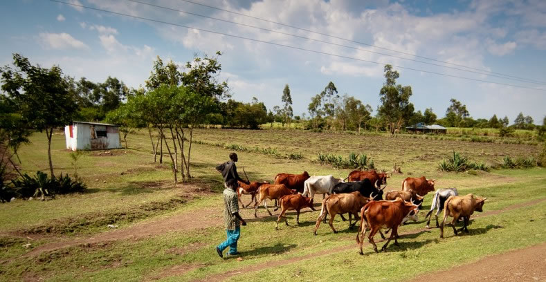 采采蝇与锥虫病(即昏睡病)的威胁可能没有构成放牧在非洲向南部扩散的一个障碍