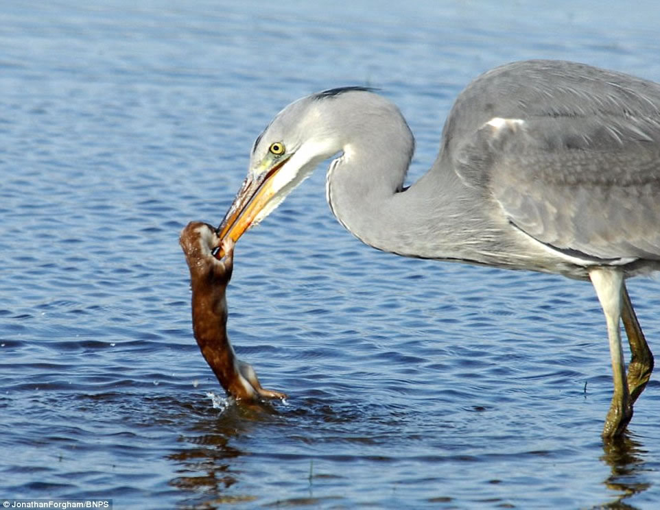 �������Ʋ��ر����������ֱ�����¶�