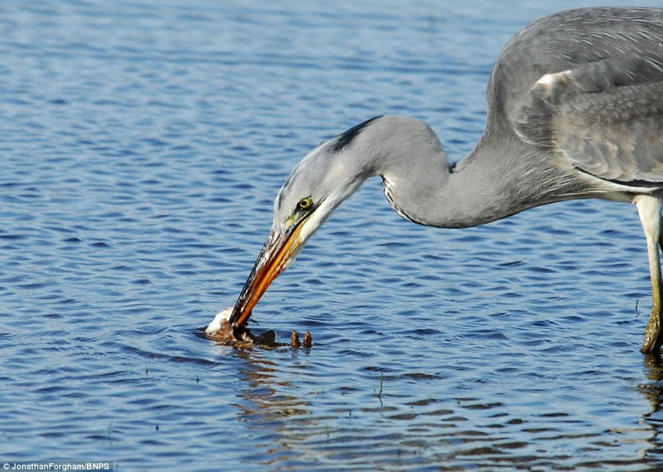 �������Ʋ��ر����������ֱ�����¶�