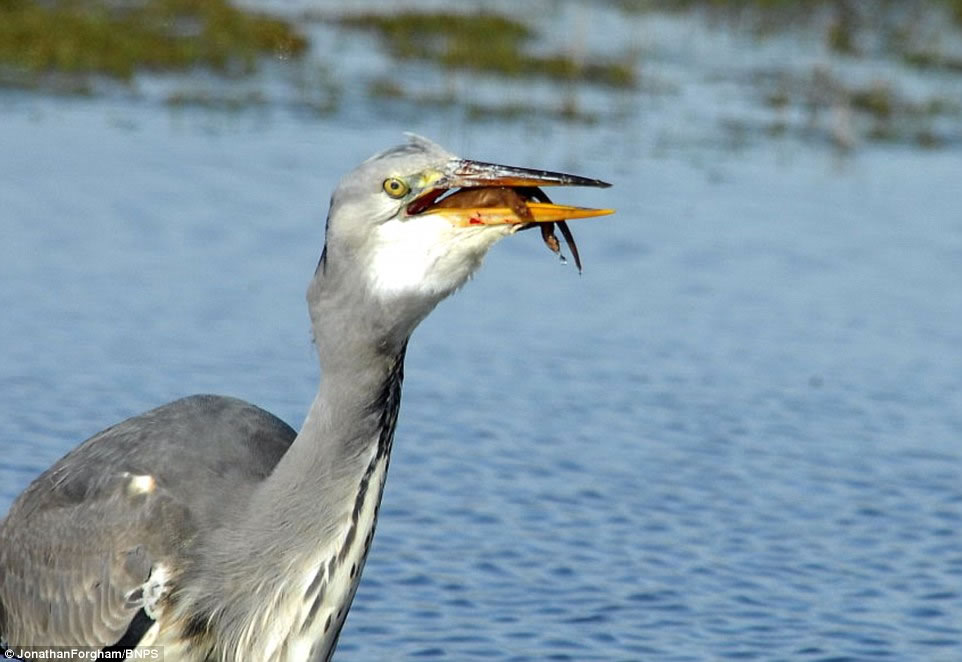 �������Ʋ��ر����������ֱ�����¶�