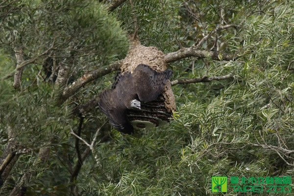 ������ӥ����ϡ�б����ද��Է�����׳桢Ӽ���ɳ漰��ƬΪ��ʳ����ͼ��̨����������԰�ṩ��