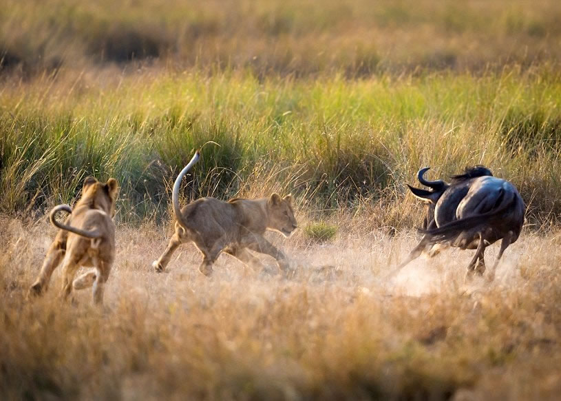 ĸʨ����ţ��ע��