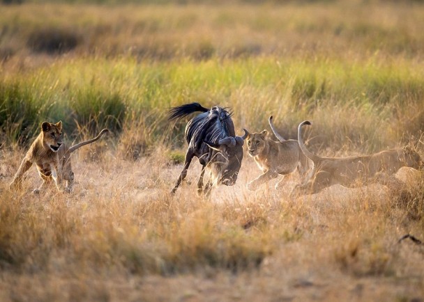 ��ʨ����һ����ţ�����