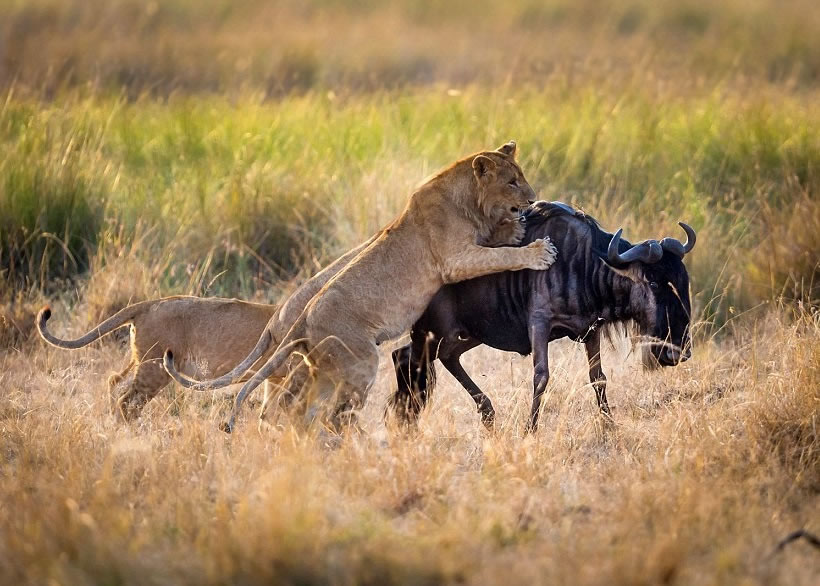 ��ʨ�Ӻ�����ţ��