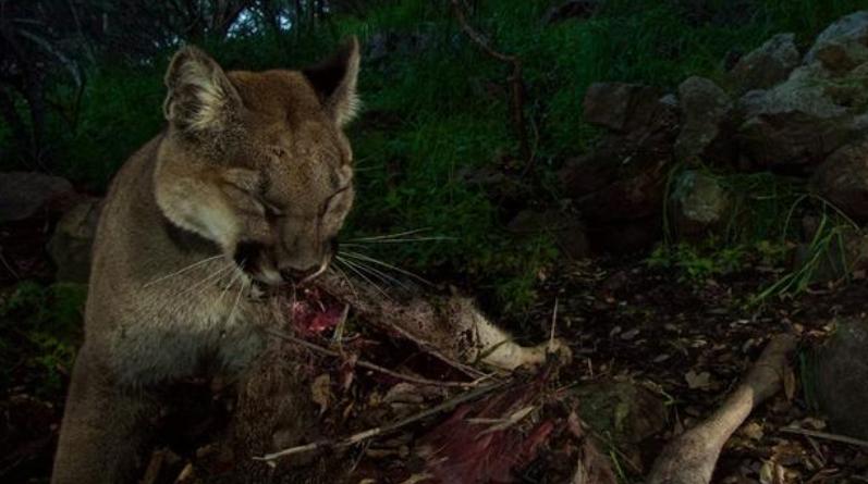 ������ɼ��ʥ��Ī�Ῠɽ�����ҹ�԰Զ������ͷ׷�ٵ���ֻҰ��ʨ������