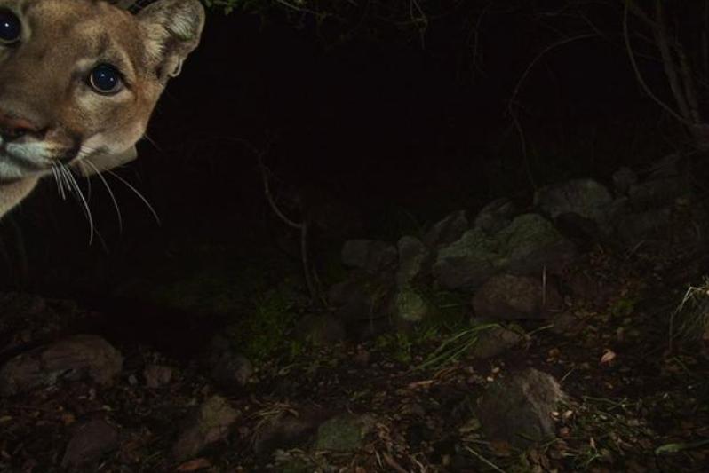 ������ɼ��ʥ��Ī�Ῠɽ�����ҹ�԰Զ������ͷ׷�ٵ���ֻҰ��ʨ������