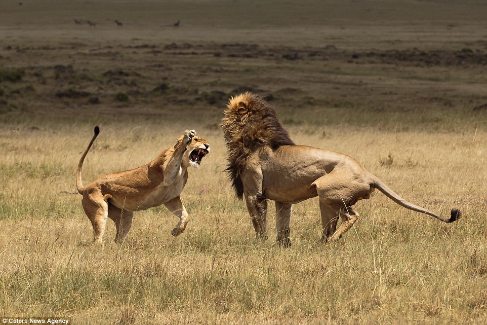 ������������������Ȼ������һֻĸʨ�Թ�ʨ�����ֶ��š�