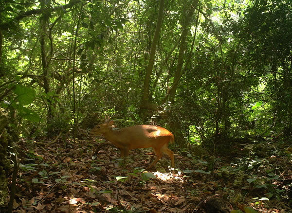 台湾高雄寿山国家自然公园仅存138只山羌 常成流浪狗大餐