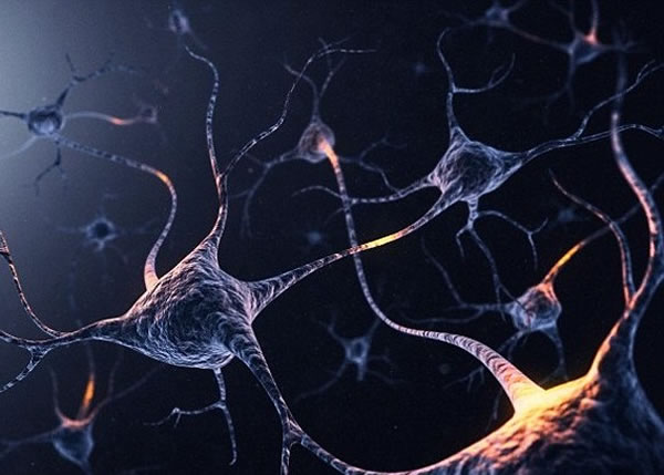 脑部有类似GPS系统的细胞组织