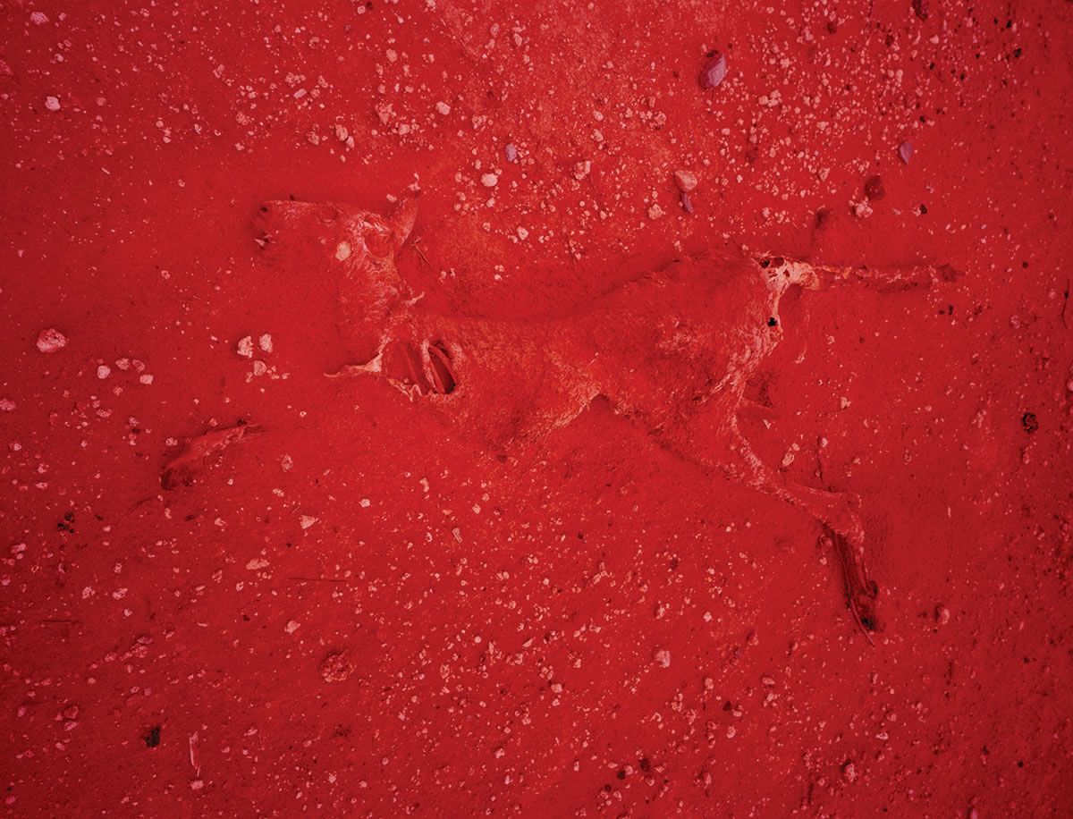 袋鼠因饥饿死于澳大利亚15年中最干旱的时期