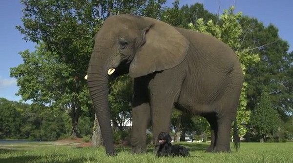美军新研究发现大象的嗅觉不亚于狗狗 在侦测爆炸物上表现突出