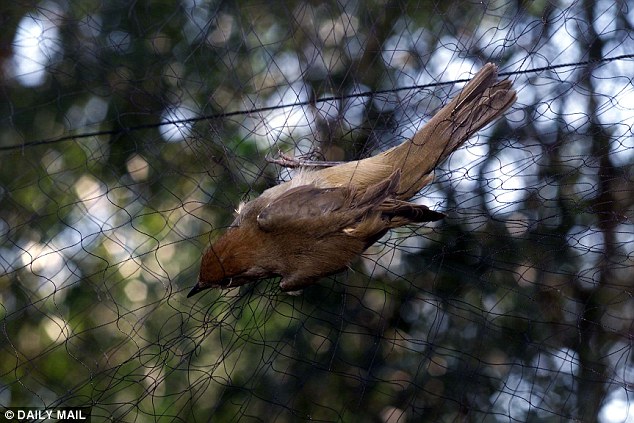 鸟类保护团体Birdlife Cyprus指出:欧洲小国塞浦路斯共和国候鸟滥捕问题严重