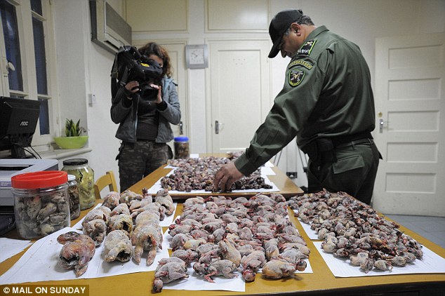 鸟类保护团体Birdlife Cyprus指出:欧洲小国塞浦路斯共和国候鸟滥捕问题严重