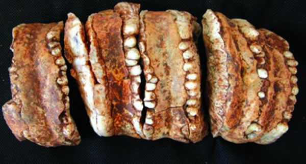 东方剑齿象牙齿化石