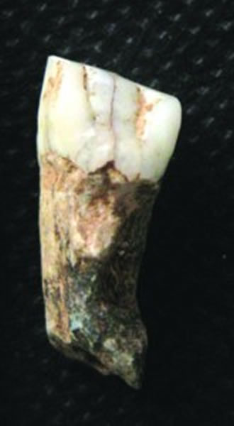 古人类犬齿化石