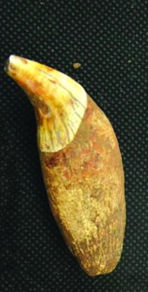 巴氏大熊猫犬齿化石