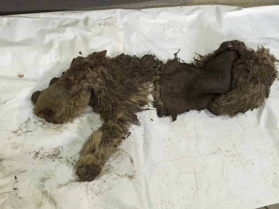 在气候变化导致灭绝前,地球上到处都是长毛哺乳动物,如今,随着这些动物冰冻墓地的融化,科学家得以发现这些庞然大物的幼兽。