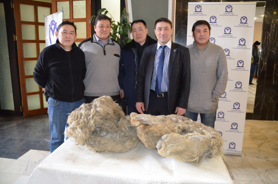 Sasha是迄今发现的少数长毛犀牛之一,而且是唯一的幼兽。她死的时候只有18个月大。