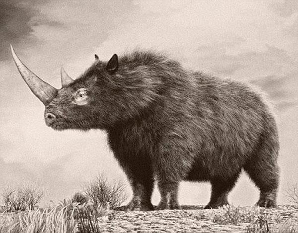 基于骨骼结构和洞穴壁画,科学家们认为成年长毛犀牛体长可达到4米。