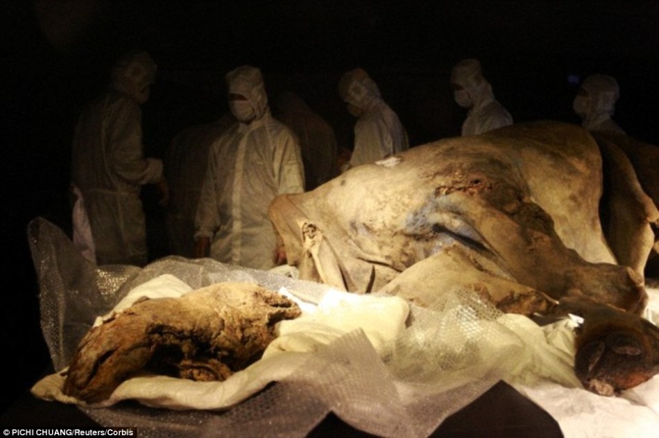 2007年,本世纪发现的唯一一具成年长毛犀牛尸体。