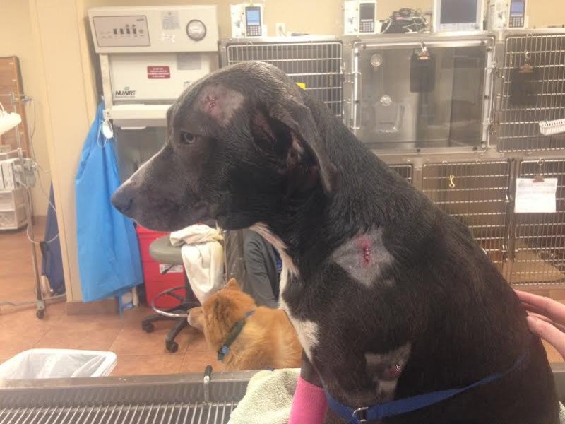 ������Ȯ�������˾����� ����ͷ�����������һǹ