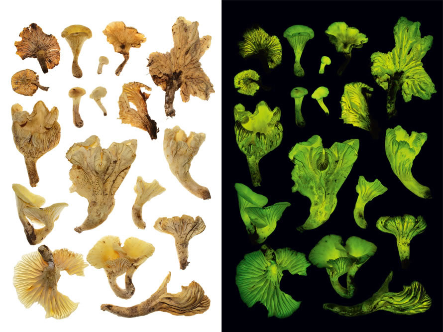 超过90个真菌物种会在黑暗中发光,包括图中这种产自巴西、称为「椰花」的萤光蘑菇。它们发出的光可能会引诱能帮它们传播孢子的昆虫。 NEONOTHOPANUS GA