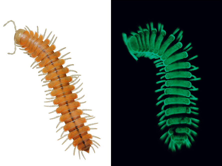 马陆在黑暗中发光是为了让老鼠和其他捕食者知道它不是好惹的。不顾警告的下场就是满嘴的氰化物。 MOTYXIA SEQUOIAE. PHOTOS: DAVID LI