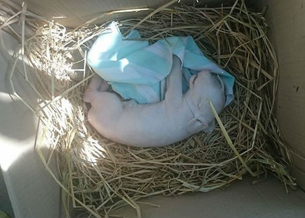 ˫ͷ��������9Сʱ��ز��