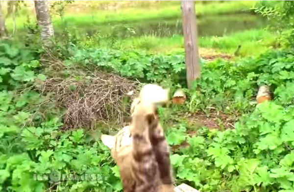 钓客将鱼甩回岸上 猫咪杀出接收大餐