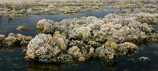 科斯雷岛潮间带上的珊瑚礁。(图/沈川洲教授提供)