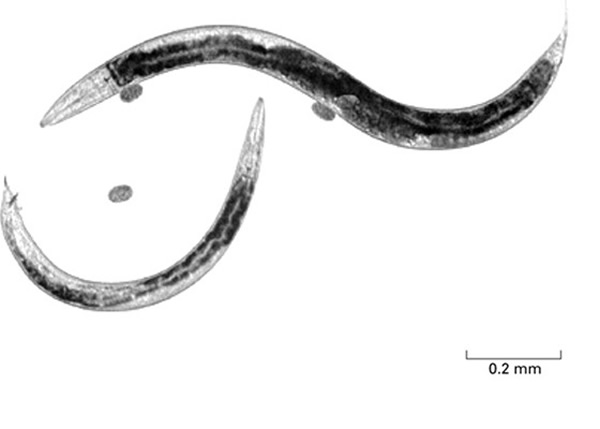 ������һ���׵��߳棬�ر�ƫ����ϸ����ζ����ͼΪ��΢���µ��߳档