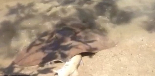 ����������̫�����ɵ����Բ�����