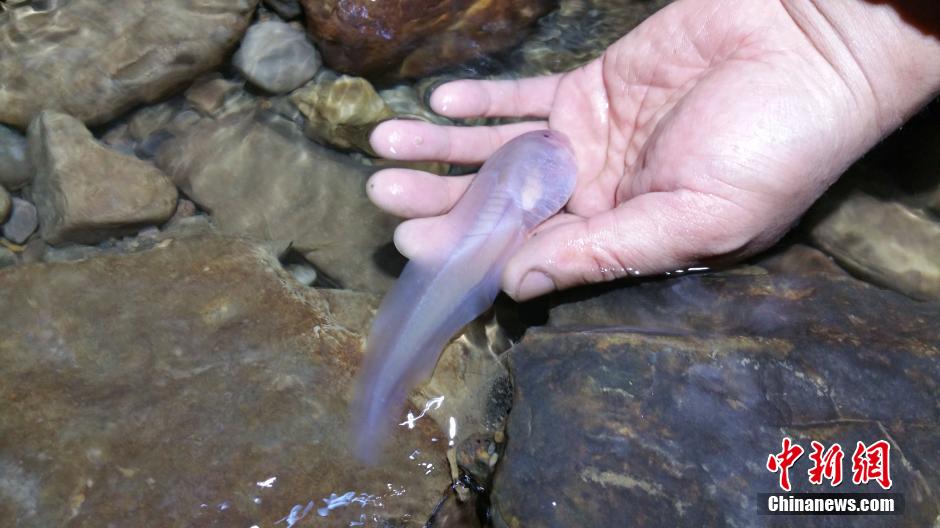 �������嶴Ѩ����14���׳��������