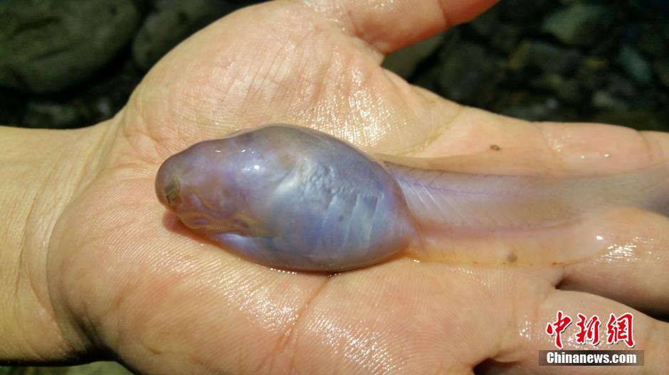 �������嶴Ѩ����14���׳��������