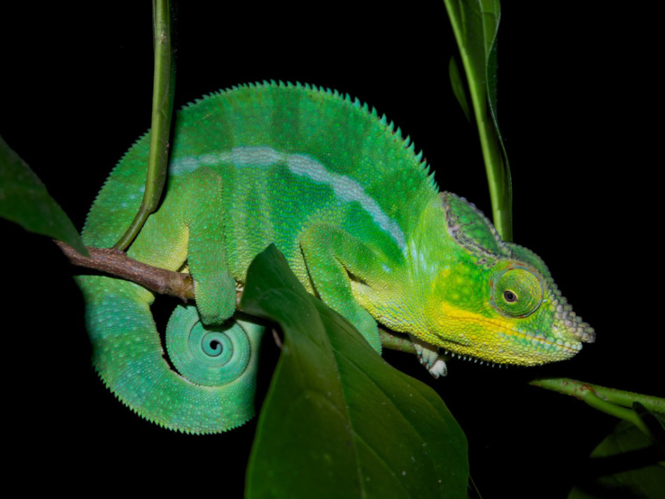 ������Ա���֣���ɫ������ͨ��ɫ�����ı���ɫ�ģ����ǿ�����Ƥ����������׾��壬ͨ���ı����������ɫ�ġ�