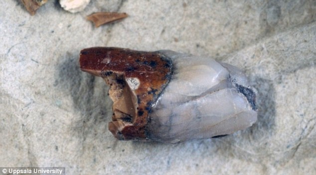 �������������ѧ��������ݷ��ֱ���Գ�����ݻ�ʯ ���о���ʾ����Գ������ϸ��