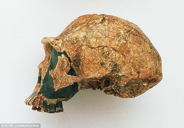 ��һ������Գ�˻�ʯ��������20�������������ѧ��ʦ��˹�����ֵġ�������50�������Щ��ʯ�Լ�һ�����ݻ�ʯ�ڽ��������չ����1927�꣬�й����ʵ�����������尺ͼ�