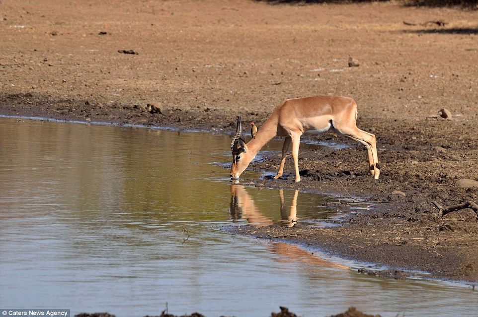 南非高角羚羊无视河中面对面的鳄鱼 淡定喝完水优雅离去