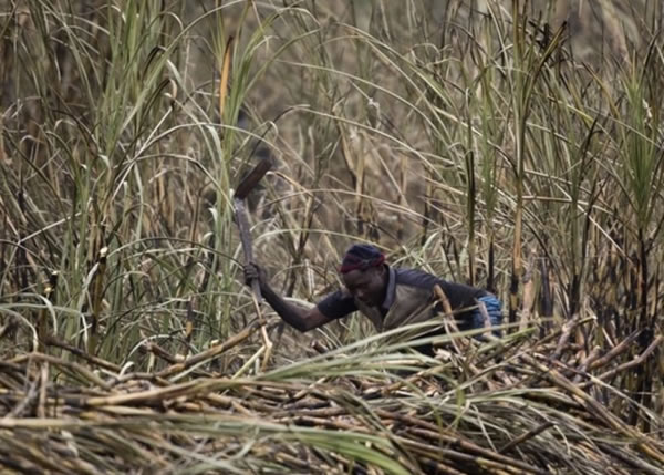 省政府指甘蔗田曾囚禁农工工作。(资料图片)