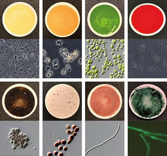 ɫ����Ҫ��137��΢���ﻮ�ֳɲ�ͬ��ɫ��