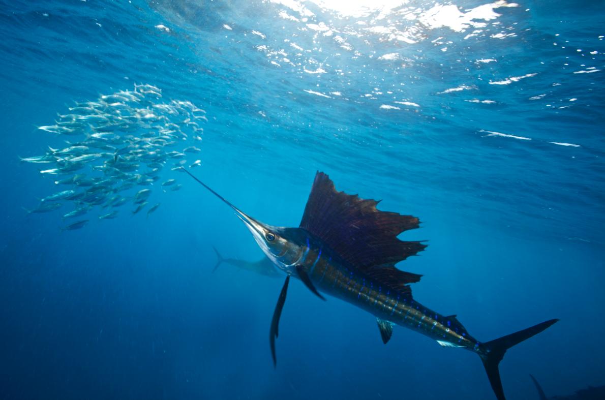 大西洋旗鱼(一种在加勒比海追逐沙丁鱼的鱼种)