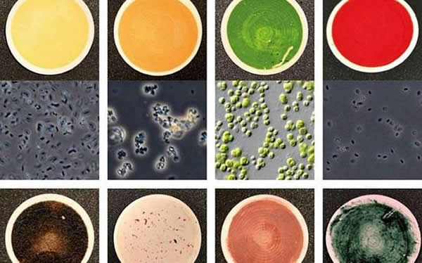 ͼ���ϸ������ɫ������137��΢����Ļ�ѧ���ԡ���ѡȡ��΢���������У���Щ�����ڵ�����������Ϊ���˵ĵ�����