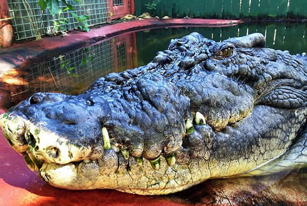 凶狠鳄鱼,与本新闻无关。