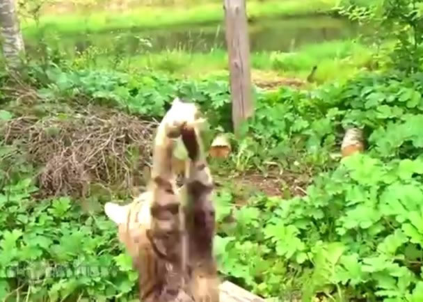 一头猫咪突然扑出,迅速咬住鱼线上的鱼。