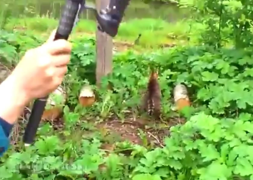 钓友无奈看着猫咪叼着鱼儿消失在树丛中。