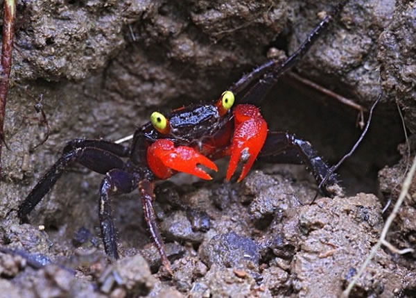 Geosesarma hagen的蟹身是黑色